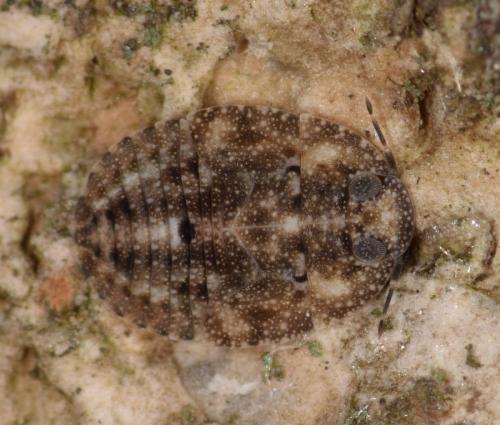 Réf. 196 047 : Isometopus anlasi
